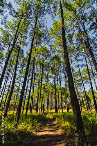 Pine forest in summer at Thung Salaeng Luang National Park, Thailand.