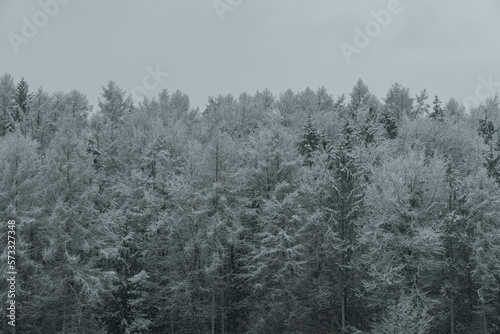 Waldrand im Winterwunderland © Tim