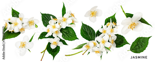Obraz na płótnie Jasmine flower