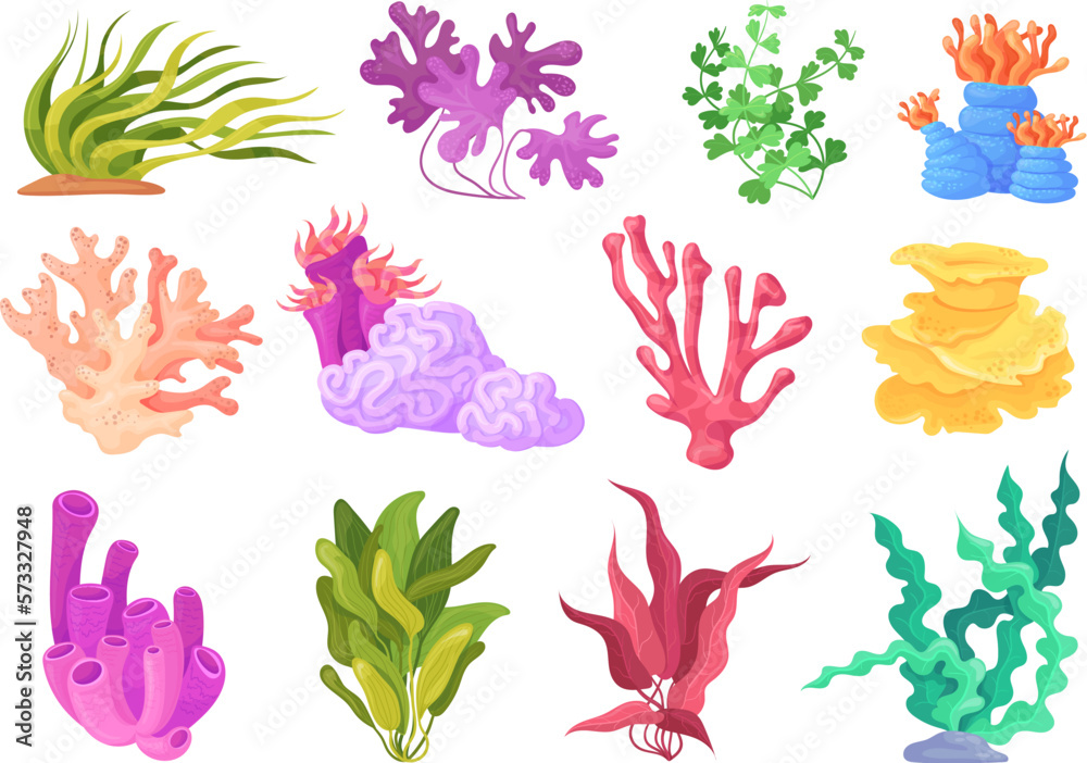 Cartoon algae plants. Beautiful seaweed and coral, kelp plant