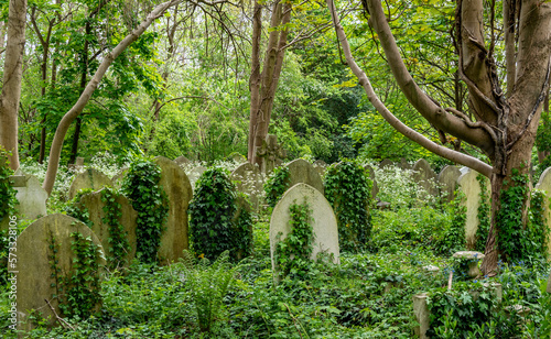 Overgrown gravestones in a London cemetary