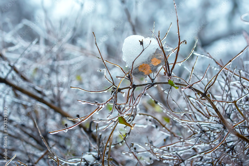 Icicles on icy tree branches. temperature swing season and winter weather in autumn