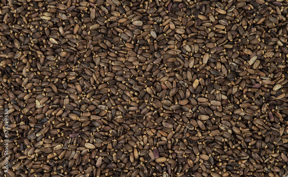 Texture of milk thistle seeds. Natural background. Texture of milk thistle seeds. Natural background.