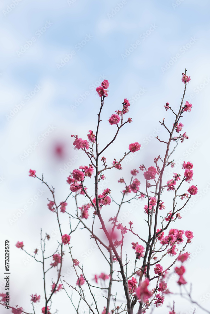 寒い日が続くが、梅の花が綻び始めた。背景をクリアに処理。神戸市内の公園で2月初旬に撮影 寒い日が続くが、梅の花が綻び始めた。背景をクリアに処理。神戸市内の公園で2月初旬に撮影