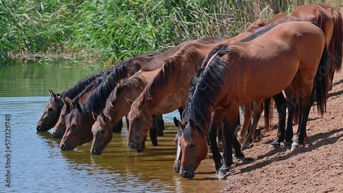 Herd of horses drinking water in the river in summer. 4K slow motion