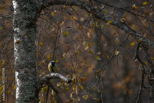 Great tit sitting on branch in autumn color