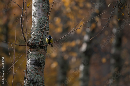 Great tit sitting on branch in autumn color
