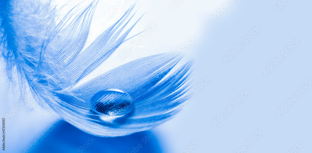 Obraz premium feather with rain drops - beautiful macro photograph