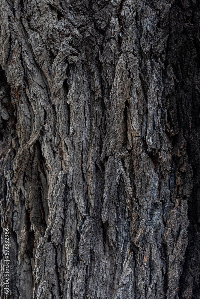 bark of a tree bark of a tree