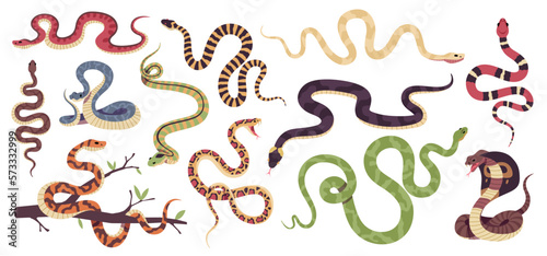 Cartoon snakes. Different types reptiles, venomous and strangling, tropical wildlife, colorful cobra, green python, boa constrictor, viper and trimeresurus salazar, tidy vector serpents set photo