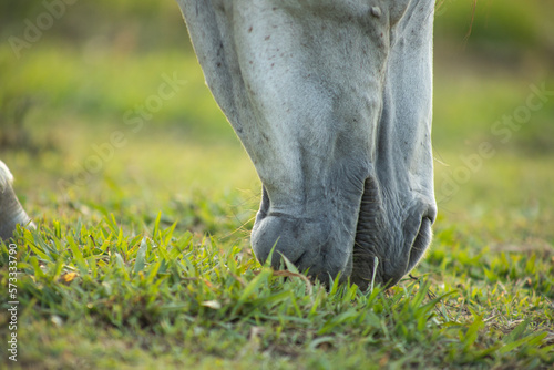 horse in a field © Benjamin