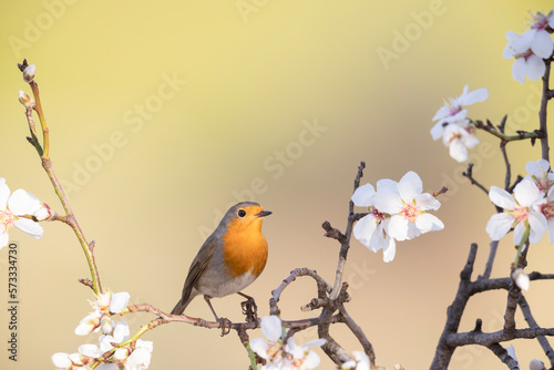 Canvas Print The European robin (Erithacus rubecula) on a beautiful blossoming branch