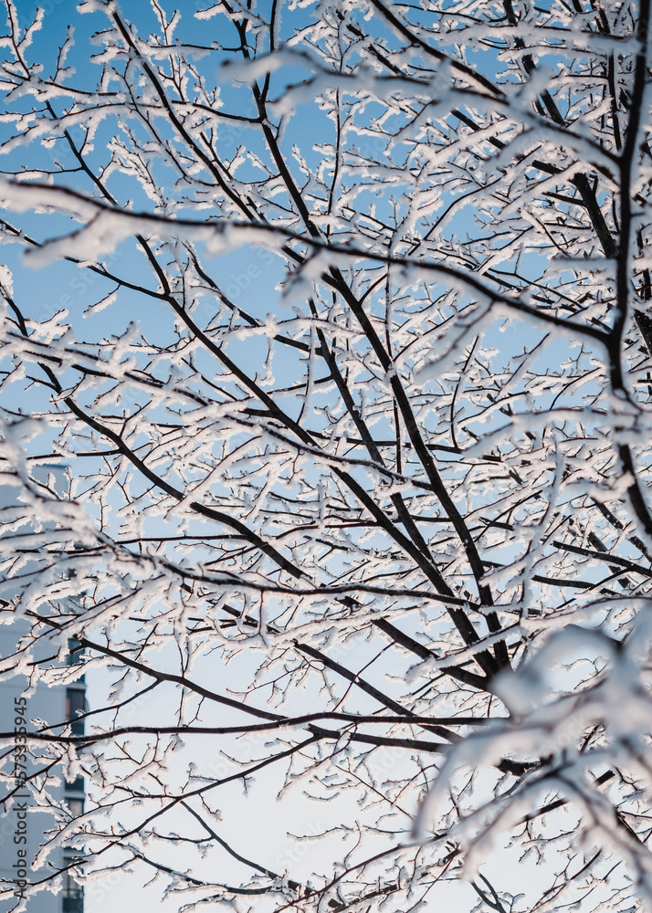 Obraz premium Tree branches covered with frost and snow