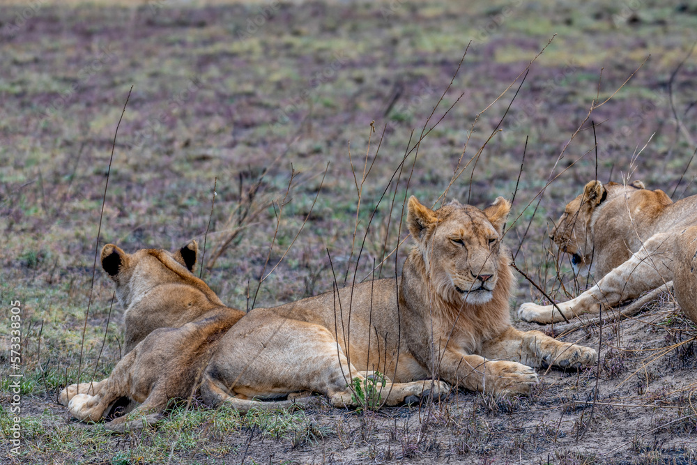 Wild lioness in the Serengeti National Park in the heart of Africa Wild lioness in the Serengeti National Park in the heart of Africa
