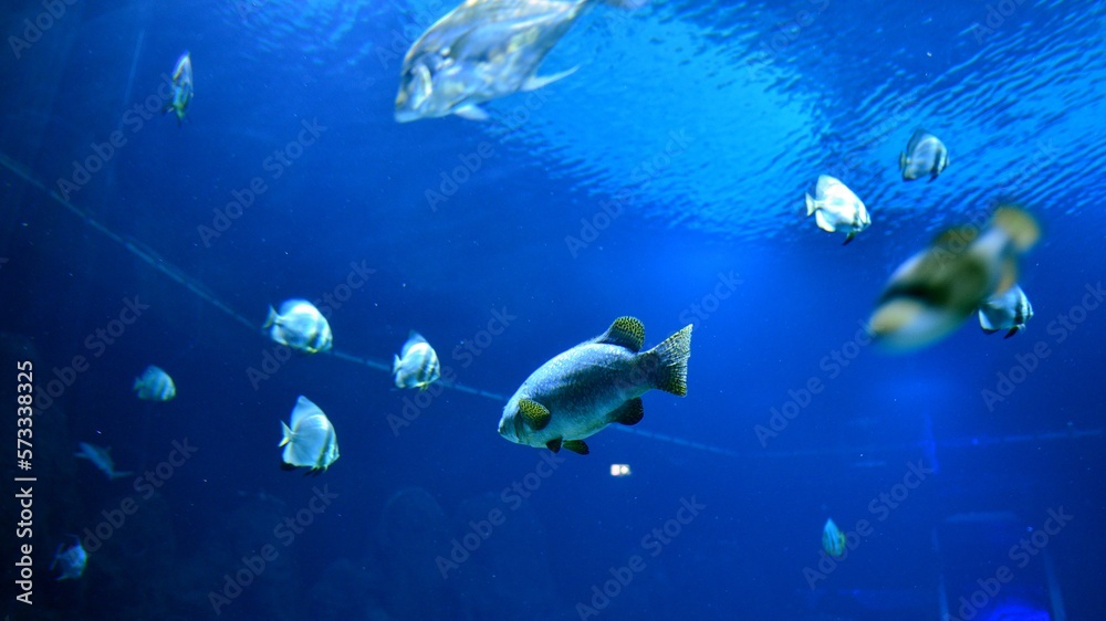 Fototapeta premium Photo of a tropical fish on a coral reef in aquarium