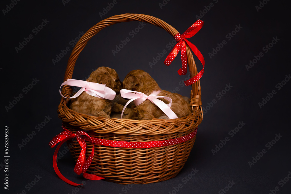 Two red toy poodle puppies, two months old, are sitting in a wicker basket against a dark background. Copy space