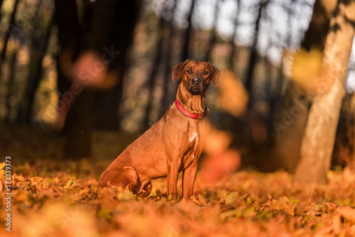 Rhodesian Ridgeback Dog is Sitting on the Ground. Falling Autumn Leaves