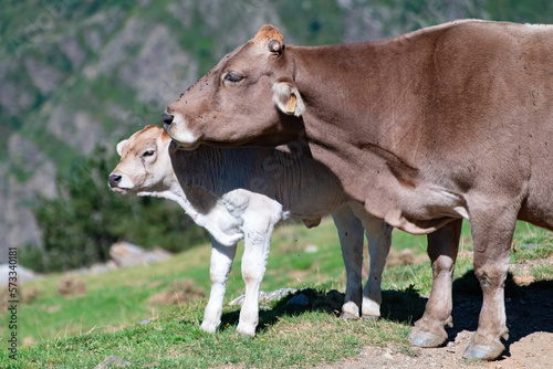 Cow grazing in the mountains of the Pyrenees