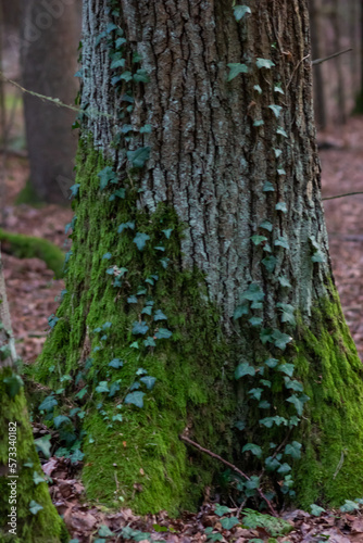 big tree in the forest covered with moss