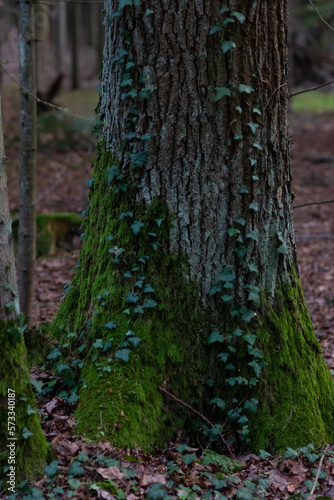 big tree in the forest covered with moss