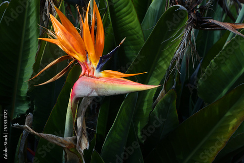 Beautiful paradise bird flowers, close up photo