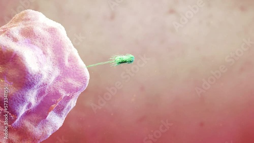 3D Animation of a white blood cell leukocyte dissolving ecoli bacteria