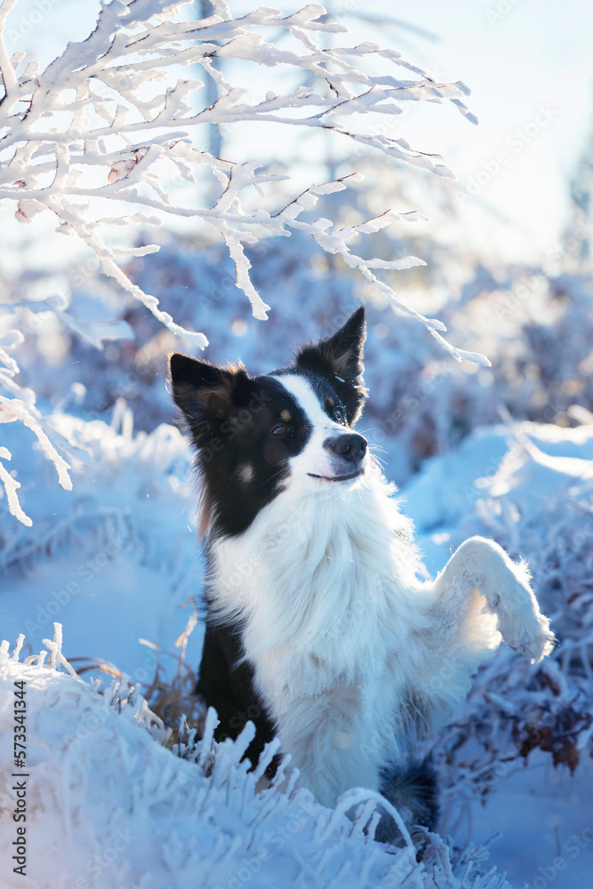 Border collie. Rasowy pies. Szkolenie psów. Inteligentne psy. Portrety psów. Zabawa ze zwierzakiem. Psie sesje zdjęciowe. Śmieszne psy. Słodki pies. Ulubieniec. Urocza poza.