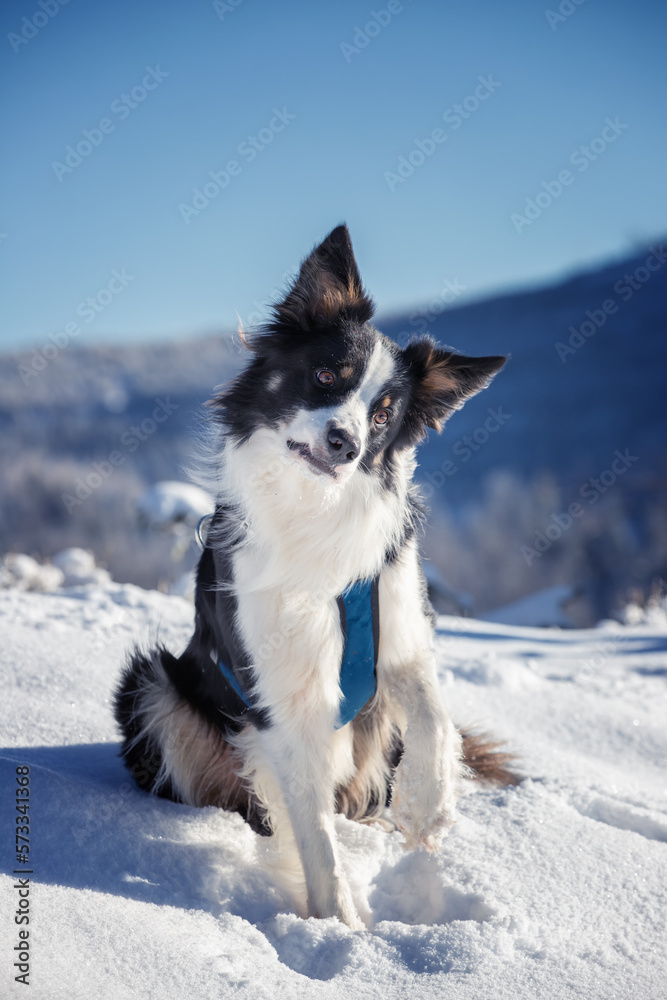 Border collie. Rasowy pies. Szkolenie psów. Inteligentne psy. Portrety psów. Zabawa ze zwierzakiem. Psie sesje zdjęciowe. Śmieszne psy. Słodki pies. Ulubieniec. Urocza poza. Border collie. Rasowy pies. Szkolenie psów. Inteligentne psy. Portrety psów. Zabawa ze zwierzakiem. Psie sesje zdjęciowe. Śmieszne psy. Słodki pies. Ulubieniec. Urocza poza.