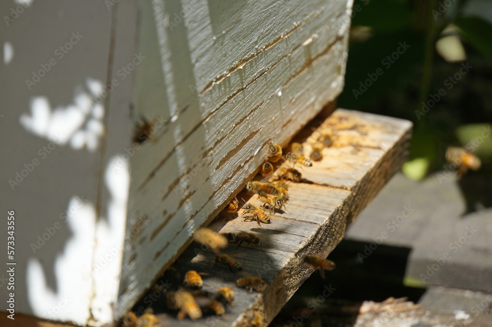 Honey bees flying in and out of a small wooden bee hive in Christchurch, New Zealand Honey bees flying in and out of a small wooden bee hive in Christchurch, New Zealand