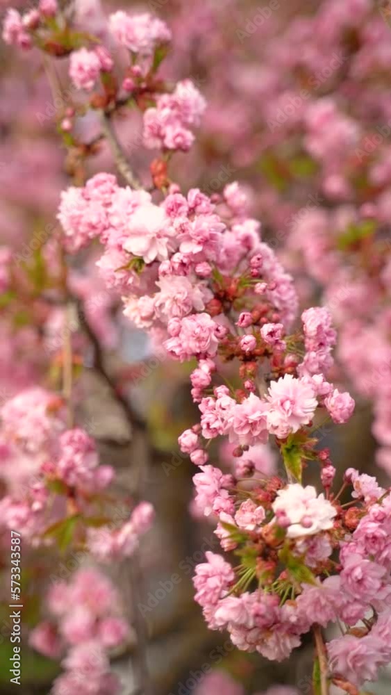 Vertical video of pink cherry blossoms and flowers branch on a tree in spring bloom. Japanese sakura trees. Vertical video of pink cherry blossoms and flowers branch on a tree in spring bloom. Japanese sakura trees.