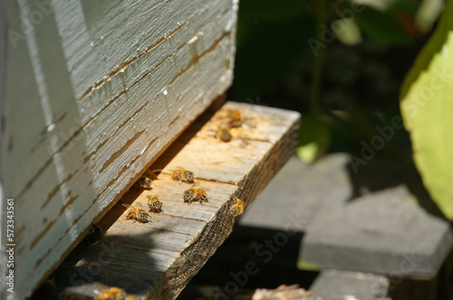Honey bees flying in and out of a small wooden bee hive in Christchurch, New Zealand