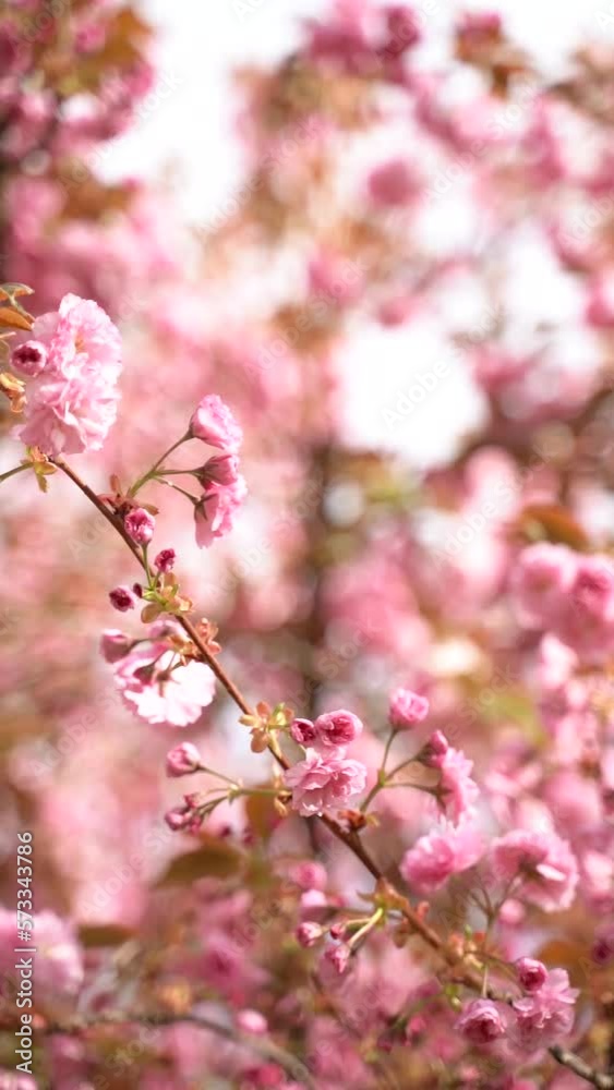 Vertical video of pink cherry blossoms and flowers branch on a tree in spring bloom. Japanese sakura trees. Vertical video of pink cherry blossoms and flowers branch on a tree in spring bloom. Japanese sakura trees.