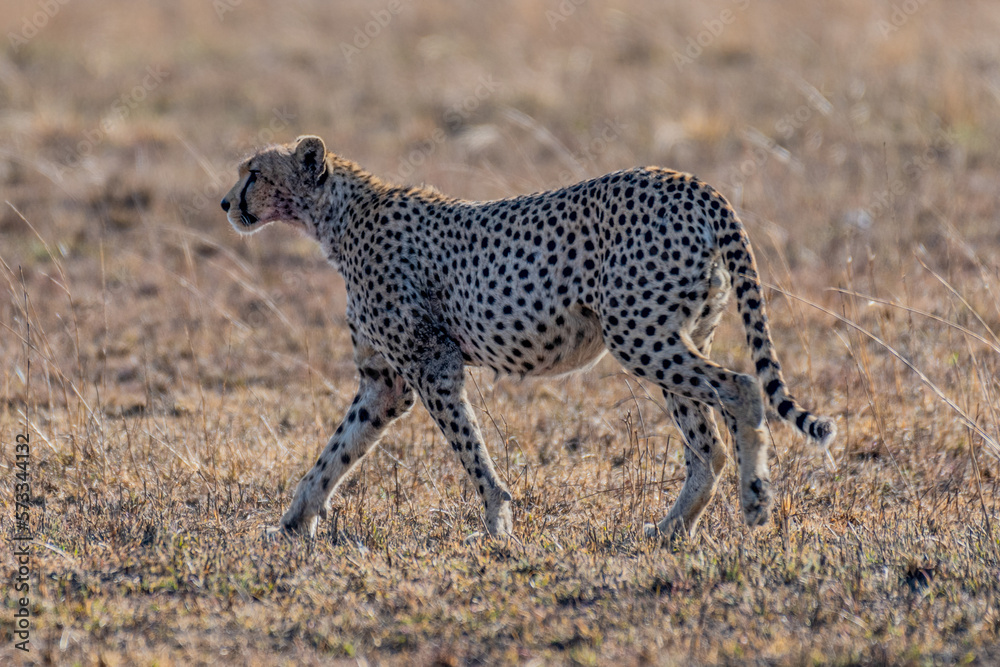 Wild cheetah in serengeti national park Wild cheetah in serengeti national park