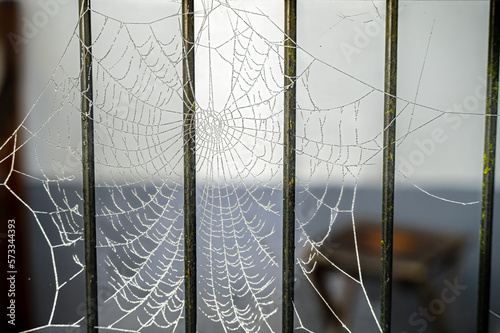 Spider web with waterdrops