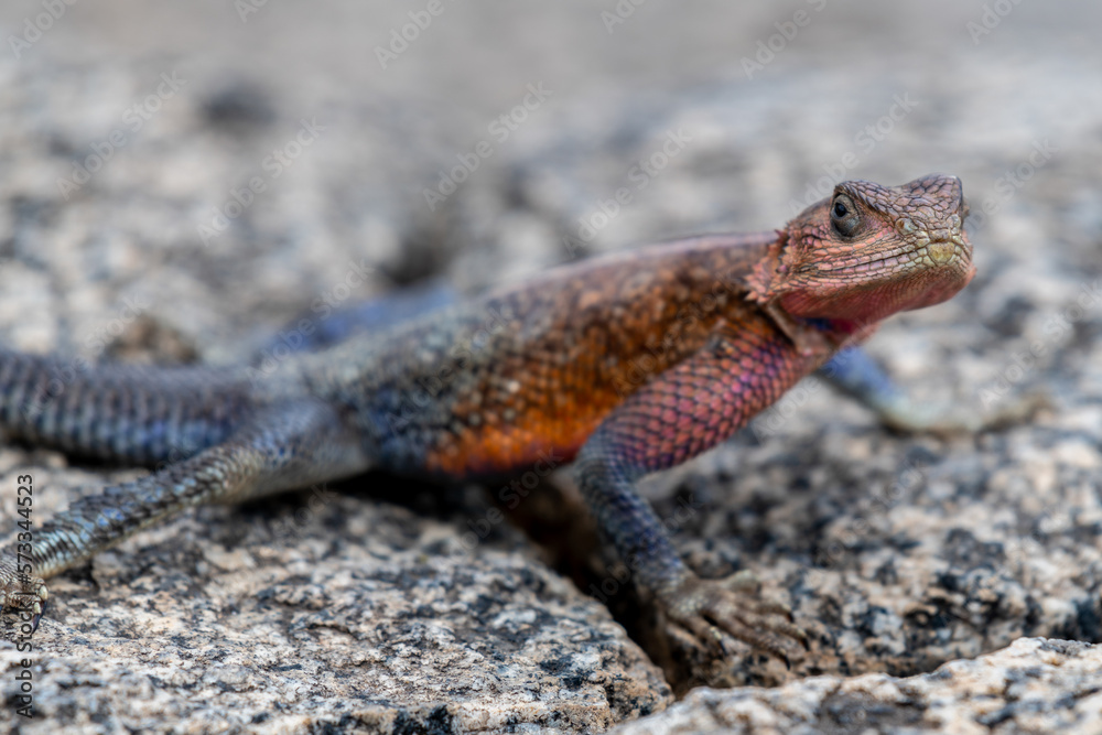 lizard basking in the sun in serengeti national park lizard basking in the sun in serengeti national park