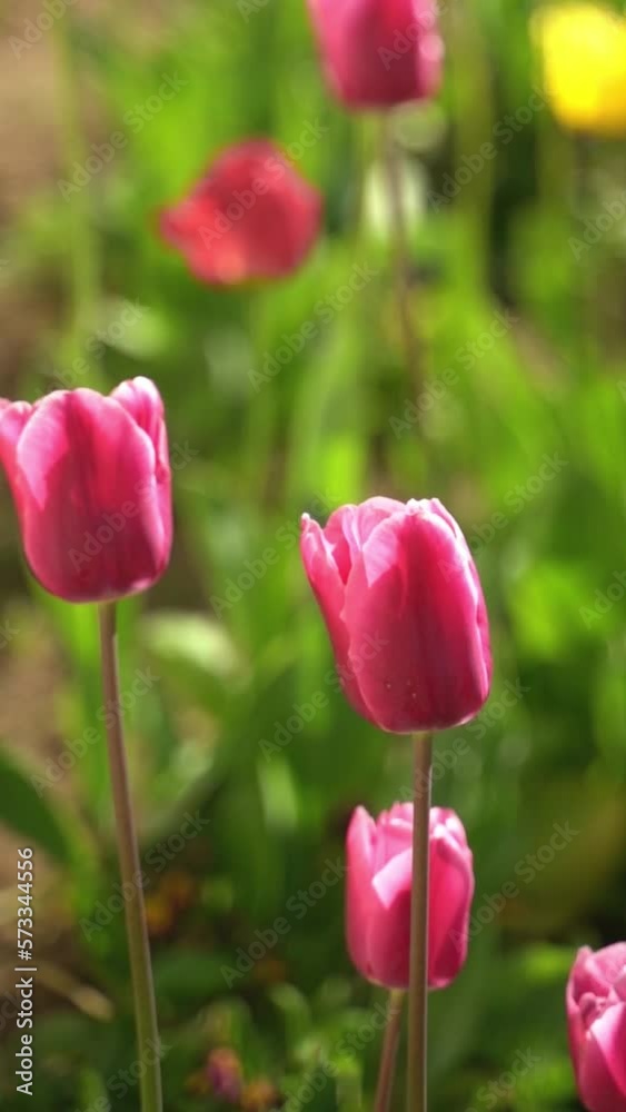 Vertical video of colorful vibrant pink and yellow tulips in a wild meadow field swaying on a sunny day in spring. Vertical video of colorful vibrant pink and yellow tulips in a wild meadow field swaying on a sunny day in spring.