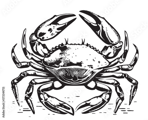 Crab sea hand drawn sketch Vector illustration animals