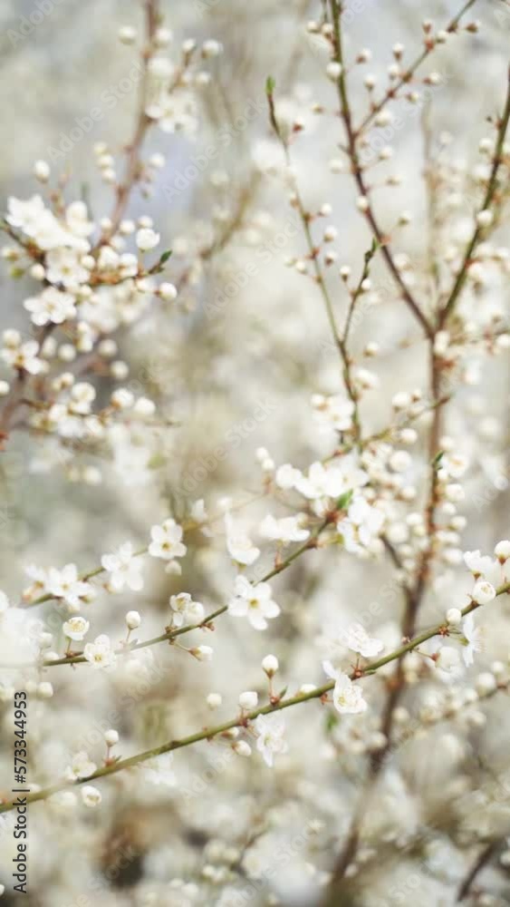 Vertical video of white flowers branch on a tree in spring bloom Vertical video of white flowers branch on a tree in spring bloom