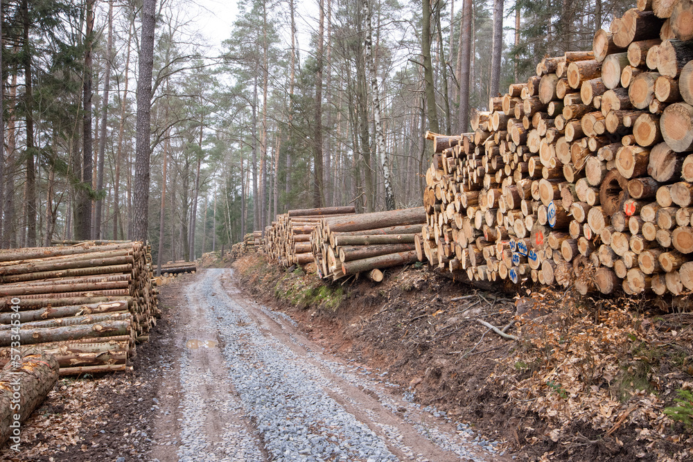 Piles of wood logs along a forestpath