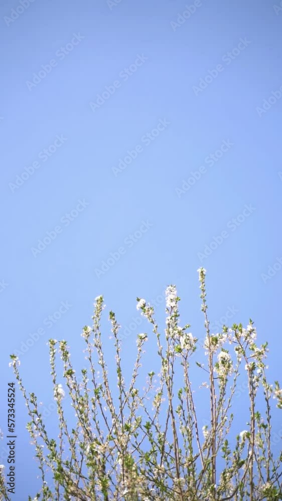 Vertical video of white flowers and green leaves blooming on tree branches against blue sky on a sunny day in spring Vertical video of white flowers and green leaves blooming on tree branches against blue sky on a sunny day in spring