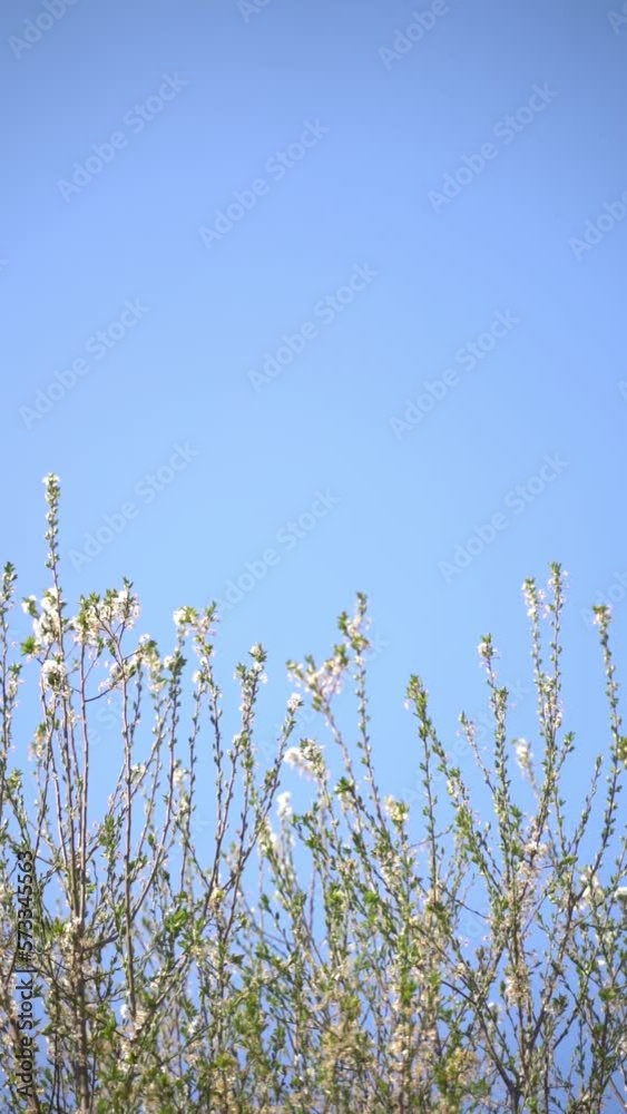 Vertical video of white flowers and green leaves blooming on tree branches against blue sky on a sunny day in spring Vertical video of white flowers and green leaves blooming on tree branches against blue sky on a sunny day in spring
