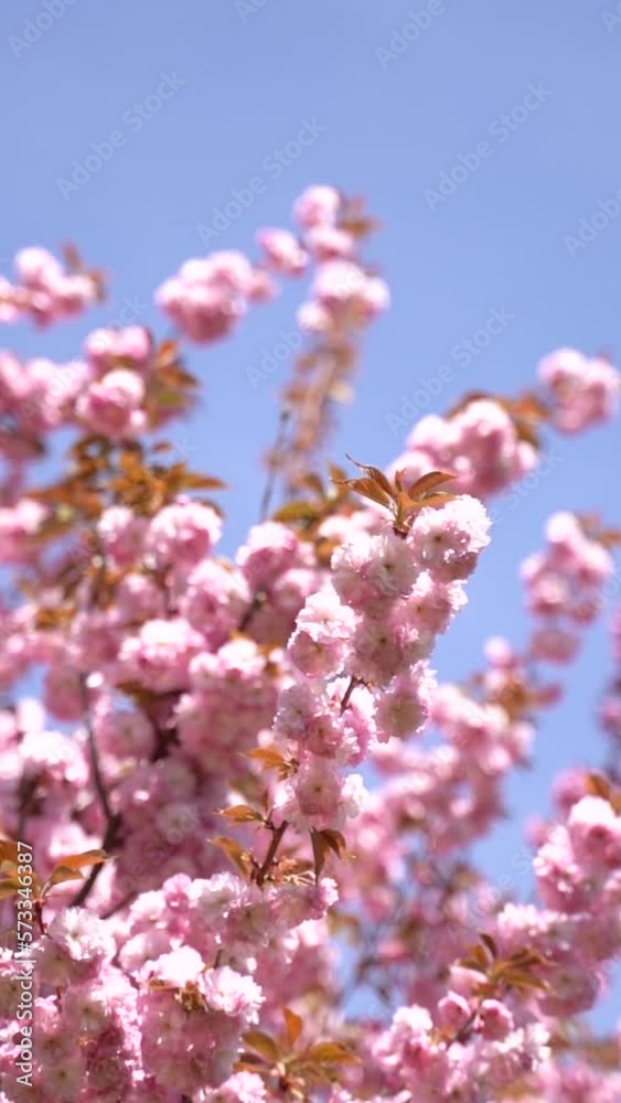 Vertical video of pink cherry blossoms and flowers branch on a tree in spring bloom. Japanese sakura trees. Vertical video of pink cherry blossoms and flowers branch on a tree in spring bloom. Japanese sakura trees.
