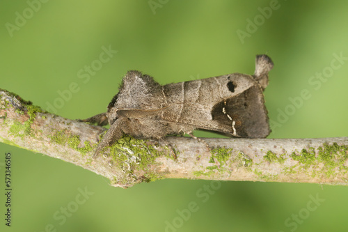 Closeup on the rare Scarce Chocolate-tip ,Clostera anachoreta, sitting on a twig