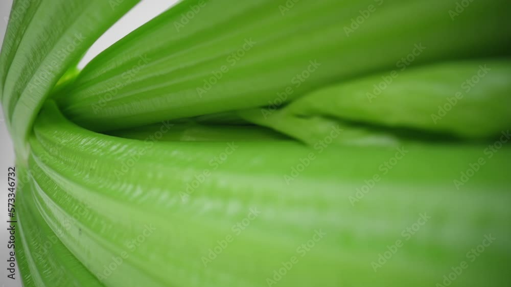 Macro shot fresh green celery stalks lying on white board isolated white studio background. Side view slider dolly extreme close-up. Laowa 24mm probe lens. Healthy eating green vegetables Macro shot fresh green celery stalks lying on white board isolated white studio background. Side view slider dolly extreme close-up. Laowa 24mm probe lens. Healthy eating green vegetables