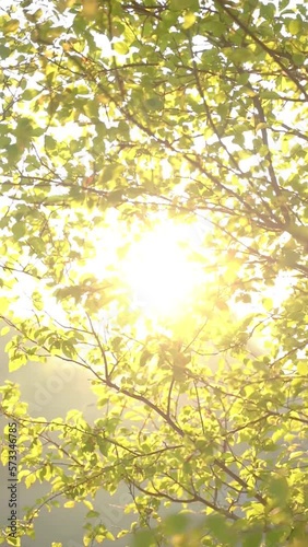 Vertical video of green leaves on tree branches swaying on the wind on a sunny day with sun shining through