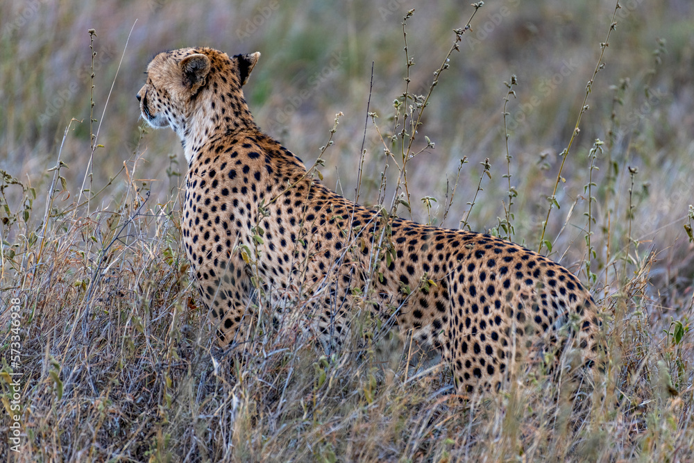 Wild cheetah in serengeti national park Wild cheetah in serengeti national park