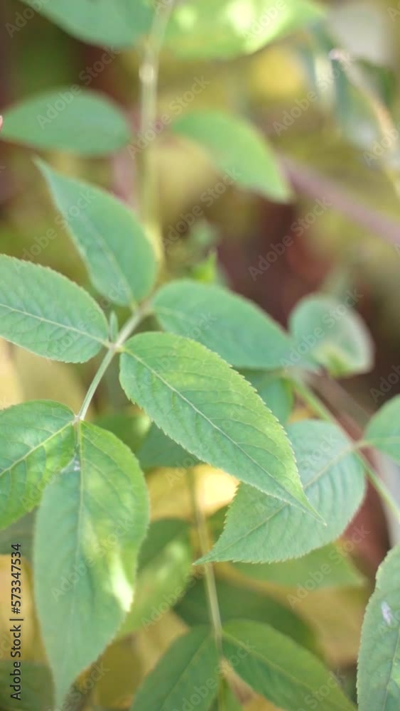 Green leaves on a tree branch swaying on a windy sunny day in nature Green leaves on a tree branch swaying on a windy sunny day in nature
