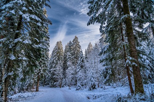 Hike in a snowy forest