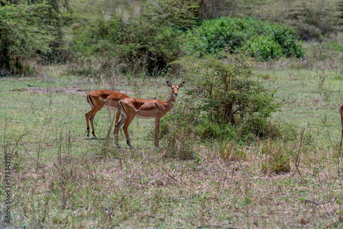 Wild Thomson's gazelles in the African savannah © David