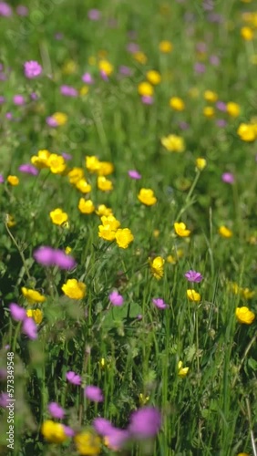 Vertical video of a wild field of colorful purple and yellow flowers swaying on the wind in nature.